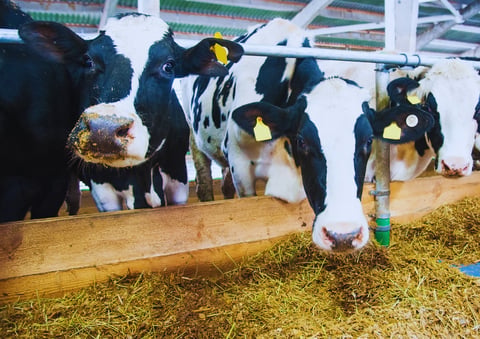 Milk Farm