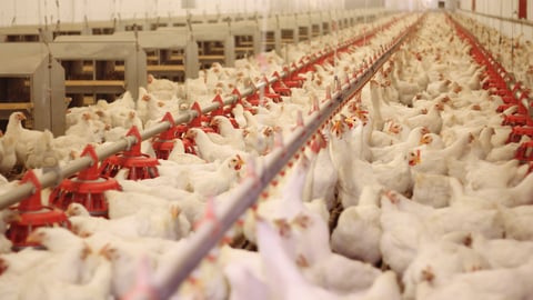 Poultry Factory