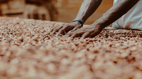 Cacao Production